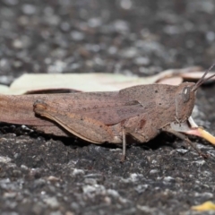 Goniaea australasiae (Gumleaf grasshopper) at Acton, ACT - 17 Apr 2022 by TimL