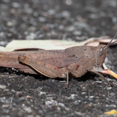 Goniaea australasiae (Gumleaf grasshopper) at Acton, ACT - 17 Apr 2022 by TimL