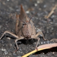 Goniaea australasiae at Acton, ACT - 17 Apr 2022 12:21 PM