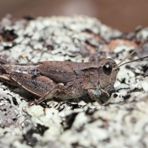 Phaulacridium vittatum at Hackett, ACT - 18 Apr 2022 10:24 AM