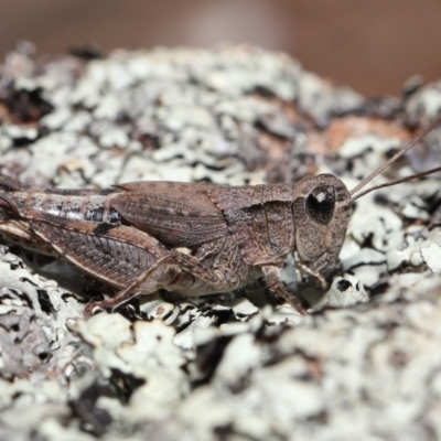 Phaulacridium vittatum (Wingless Grasshopper) at Hackett, ACT - 18 Apr 2022 by TimL