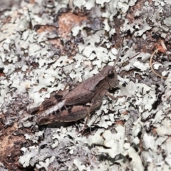 Phaulacridium vittatum at Hackett, ACT - 18 Apr 2022 10:24 AM