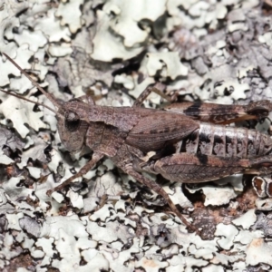 Phaulacridium vittatum at Hackett, ACT - 18 Apr 2022