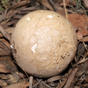 Amanita sp. at Acton, ACT - 22 Apr 2022