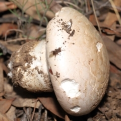 Amanita sp. at Acton, ACT - 22 Apr 2022