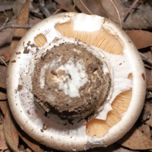 Amanita sp. at Acton, ACT - 22 Apr 2022 12:40 PM