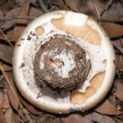 Amanita sp. at Acton, ACT - 22 Apr 2022