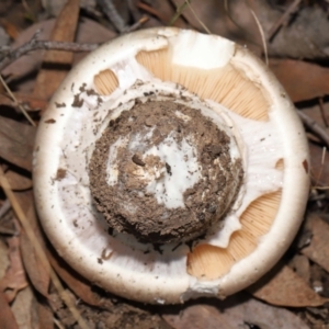 Amanita sp. at Acton, ACT - 22 Apr 2022