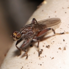 Tapeigaster nigricornis (Striped Sun Fly) at Acton, ACT - 22 Apr 2022 by TimL