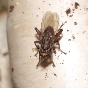 Tapeigaster nigricornis at Acton, ACT - 22 Apr 2022 12:40 PM