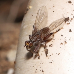 Tapeigaster nigricornis at Acton, ACT - 22 Apr 2022