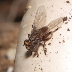 Tapeigaster nigricornis at Acton, ACT - 22 Apr 2022 12:40 PM