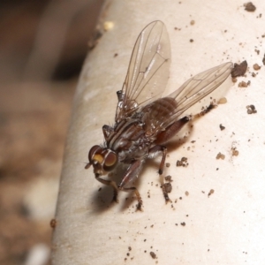 Tapeigaster nigricornis at Acton, ACT - 22 Apr 2022