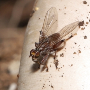 Tapeigaster nigricornis at Acton, ACT - 22 Apr 2022 12:40 PM