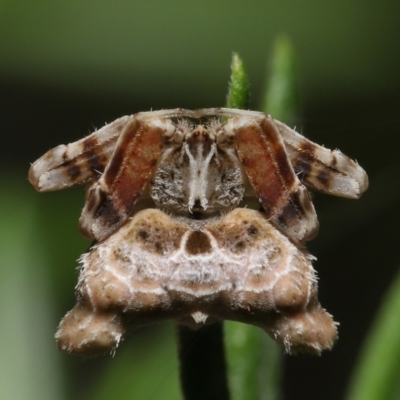 Celaenia atkinsoni (Atkinson's bird-dropping spider) at ANBG - 22 Apr 2022 by TimL