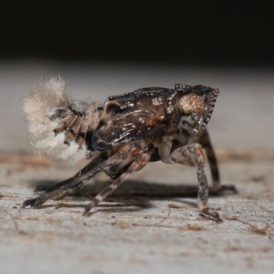 Fulgoroidea (superfamily) (Unidentified fulgoroid planthopper) at Acton, ACT - 24 Apr 2022 by TimL