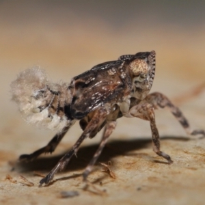 Fulgoroidea sp. (superfamily) at Acton, ACT - 24 Apr 2022