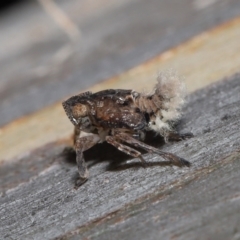 Fulgoroidea sp. (superfamily) at Acton, ACT - 24 Apr 2022