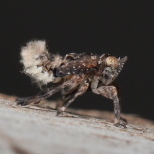 Fulgoroidea sp. (superfamily) at Acton, ACT - 24 Apr 2022