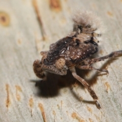 Fulgoroidea sp. (superfamily) at Acton, ACT - 24 Apr 2022