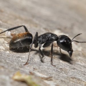 Camponotus aeneopilosus at Acton, ACT - 22 Apr 2022 12:21 PM