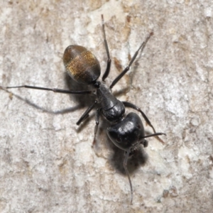Camponotus aeneopilosus at Acton, ACT - 22 Apr 2022