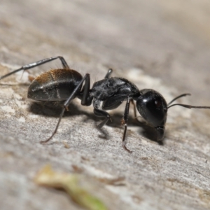 Camponotus aeneopilosus at Acton, ACT - 22 Apr 2022