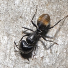 Camponotus aeneopilosus at Acton, ACT - 22 Apr 2022