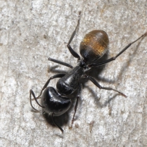 Camponotus aeneopilosus at Acton, ACT - 22 Apr 2022 12:21 PM