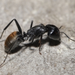 Camponotus aeneopilosus at Acton, ACT - 22 Apr 2022