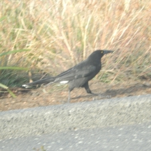 Strepera versicolor at Queens Domain, TAS - suppressed