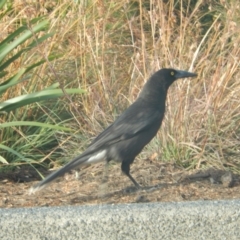 Strepera versicolor at Queens Domain, TAS - 9 Jul 2019