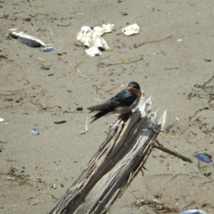 Hirundo neoxena at New Town, TAS - 16 Nov 2019