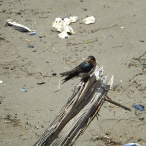 Hirundo neoxena at New Town, TAS - 16 Nov 2019 11:40 AM