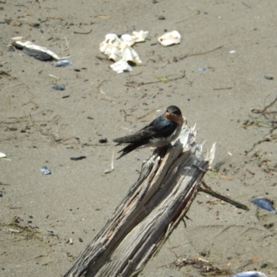 Hirundo neoxena (Welcome Swallow) at New Town, TAS - 16 Nov 2019 by Birdy