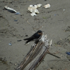 Hirundo neoxena at New Town, TAS - 16 Nov 2019