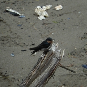 Hirundo neoxena at New Town, TAS - 16 Nov 2019 11:40 AM