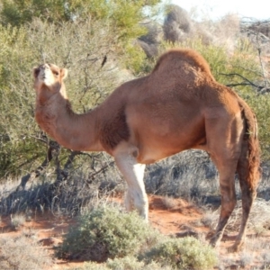 Camelus dromedarius at Lindon, SA - 27 Apr 2022