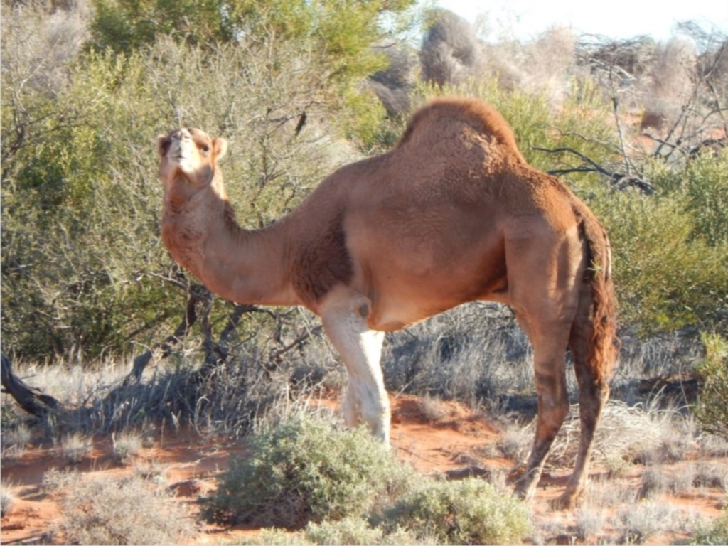 Camelus dromedarius at Lindon, SA - 27 Apr 2022