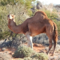 Camelus dromedarius (Camel, Dromedary) at Lindon, SA - 26 Apr 2022 by michaelb