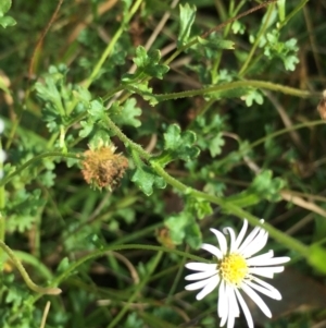 Calotis cuneifolia at Lower Boro, NSW - 23 Apr 2022