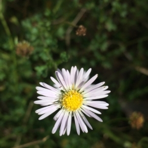 Calotis cuneifolia at Lower Boro, NSW - 23 Apr 2022