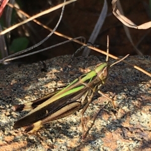 Caledia captiva at Lower Boro, NSW - 24 Apr 2022