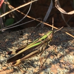 Caledia captiva (grasshopper) at Lower Boro, NSW - 24 Apr 2022 by mcleana