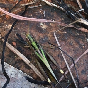 Caledia captiva at Lower Boro, NSW - 24 Apr 2022