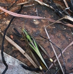 Caledia captiva at Lower Boro, NSW - 24 Apr 2022