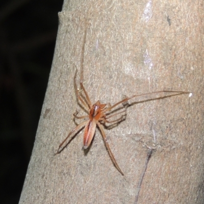 Cheiracanthium gracile (Slender sac spider) at Pollinator-friendly garden Conder - 10 Jan 2022 by michaelb