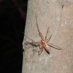 Cheiracanthium gracile at Conder, ACT - 10 Jan 2022 09:36 PM