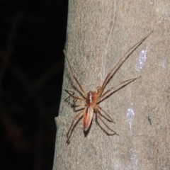 Cheiracanthium gracile at Conder, ACT - 10 Jan 2022 09:36 PM