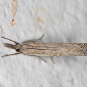 Ptochostola microphaeellus at Melba, ACT - 23 Mar 2022 11:10 PM